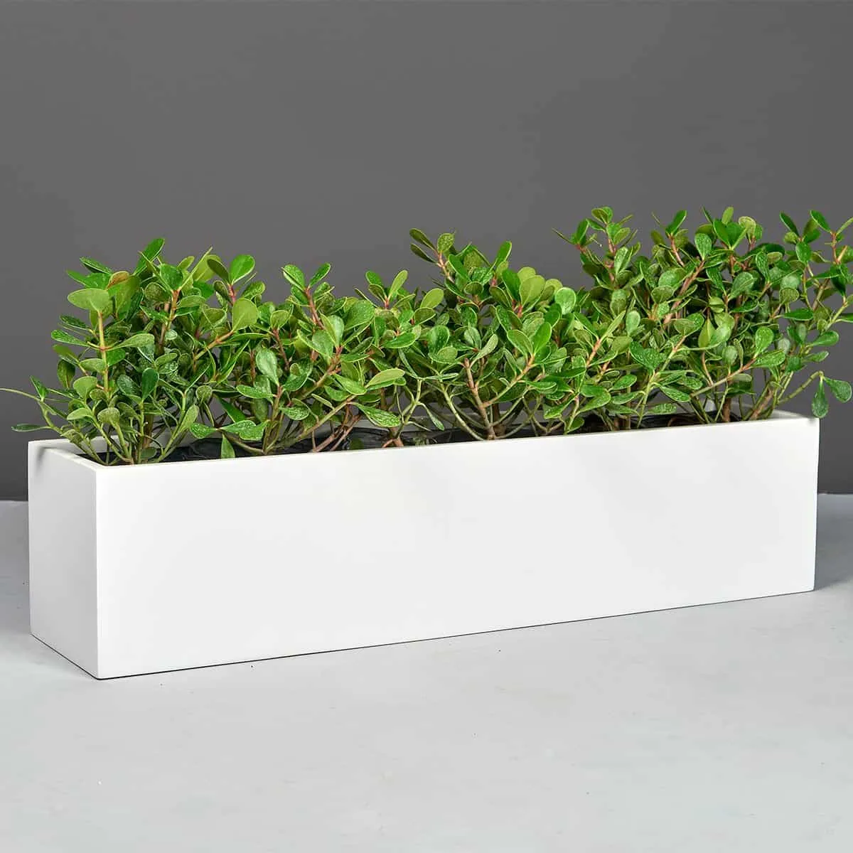 Vicksburg Rectangular Tabletop Planter